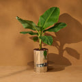 Fern Planter- Tall