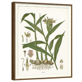 Clove Botanical Wall Art Set – Set of 4