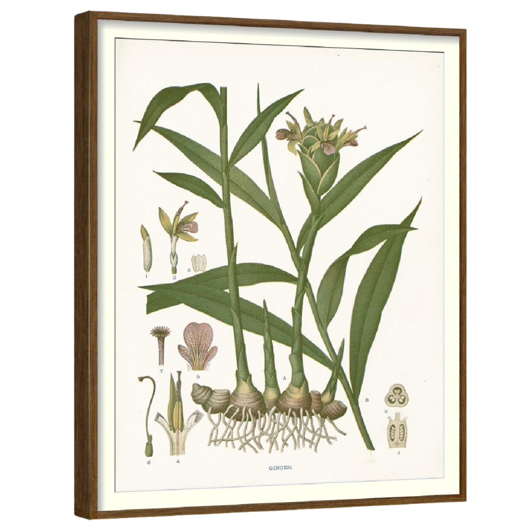 A framed botanical print depicting a plant with green leaves and brown roots.