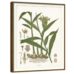 A framed botanical print depicting a plant with green leaves and brown roots.