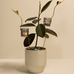 A set of three brass and glass garden sticks with calla lily design, displaying tealight candles, placed in a ceramic planter with green leaves.