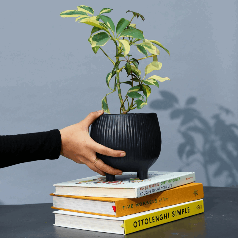 Aden Organic Planter