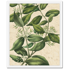 Botanic Beauty III
