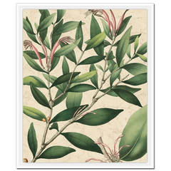 Botanic Beauty II