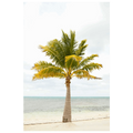 Beach palm II