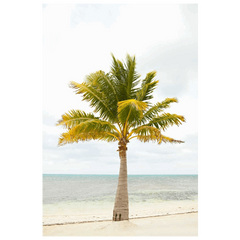 Shop Art  Shop Artwork  Shop Wall Art  Shop Nature Art  Shop Art Prints  Shop Framed Artwork  Shop Painting  Shop Modern Nature Art  Shop Black and White Art  Shop Wall Decor  Decorative Art  Multicolour Wall Art  Wildlife Art  Nature Inspired Art  Beach Art