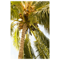 Beach palm I