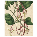 Botanic Beauty I