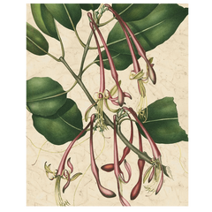 Botanic Beauty I