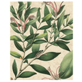 Botanic Beauty II