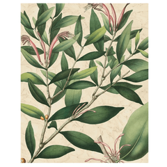 Botanic Beauty II