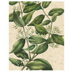 Botanic Beauty III