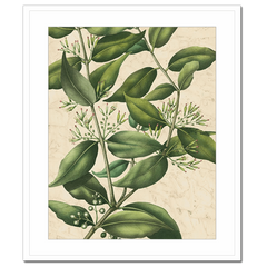 Botanic Beauty III