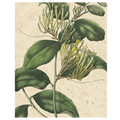 Botanic Beauty IV