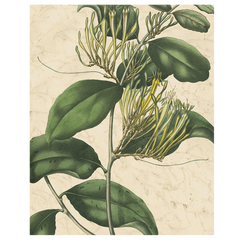 Botanic Beauty IV