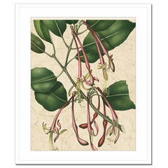 Botanic Beauty I