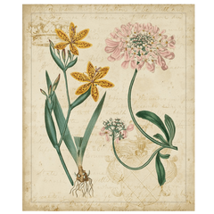 Botanical Repertoire I
