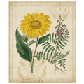 Botanical Repertoire III