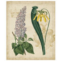 Botanical Repertoire IV