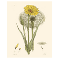 Antique Floral Plate VI