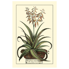 Antique Munting Aloe III