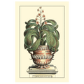 Antique Munting Aloe II