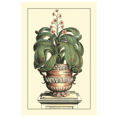 Antique Munting Aloe II