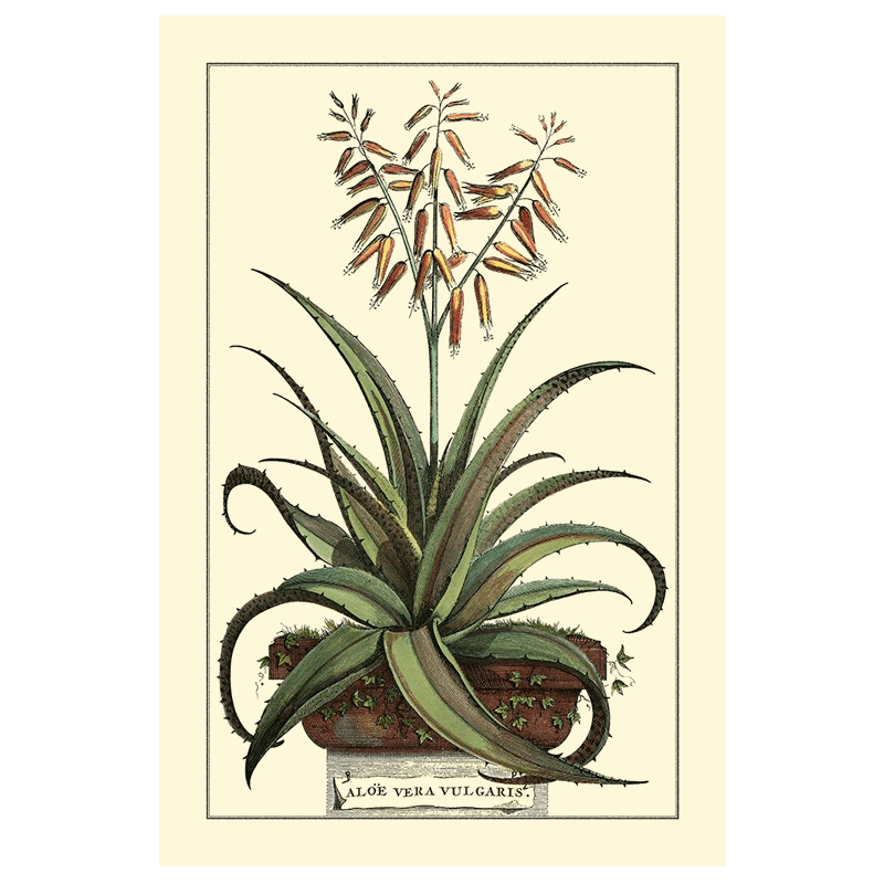 Antique Munting Aloe III