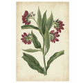 Botanical Display IV