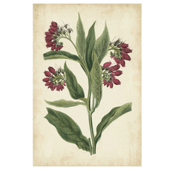 Botanical Display IV