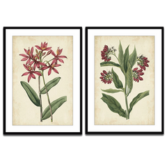 botanical art prints set of 2