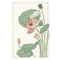 Botanical Gloriosa Lotus II