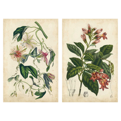 A two Coral Beauties Wall Art print featuring vintage scientific illustrations of tropical flowers and leaves on aged beige paper backgrounds.