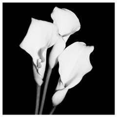 Shop Art \ Shop Artwork \ Shop Wall Art \ Shop Black and White Art \ Shop Art Prints \ Shop Framed Artwork \ Shop Painting \ Shop Modern Art \ Shop Black and white Paintings \ Shop Wall Decor \ Decorative Art \ Black and White Portrait