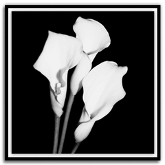 Shop Art \ Shop Artwork \ Shop Wall Art \ Shop Black and White Art \ Shop Art Prints \ Shop Framed Artwork \ Shop Painting \ Shop Modern Art \ Shop Black and white Paintings \ Shop Wall Decor \ Decorative Art \ Black and White Portrait