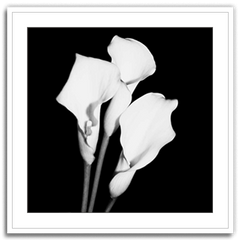 Shop Art \ Shop Artwork \ Shop Wall Art \ Shop Black and White Art \ Shop Art Prints \ Shop Framed Artwork \ Shop Painting \ Shop Modern Art \ Shop Black and white Paintings \ Shop Wall Decor \ Decorative Art \ Black and White Portrait