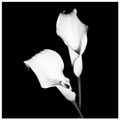 Calla Portrait I