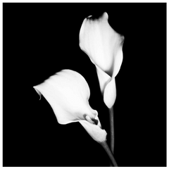 Shop Art \ Shop Artwork \ Shop Wall Art \ Shop Black and White Art \ Shop Art Prints \ Shop Framed Artwork \ Shop Painting \ Shop Modern Art \ Shop Black and white Paintings \ Shop Wall Decor \ Decorative Art \ Black and White Portrait