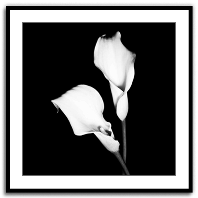 Shop Art \ Shop Artwork \ Shop Wall Art \ Shop Black and White Art \ Shop Art Prints \ Shop Framed Artwork \ Shop Painting \ Shop Modern Art \ Shop Black and white Paintings \ Shop Wall Decor \ Decorative Art \ Black and White Portrait