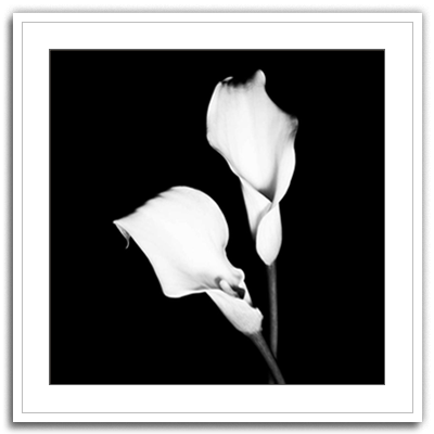 Shop Art \ Shop Artwork \ Shop Wall Art \ Shop Black and White Art \ Shop Art Prints \ Shop Framed Artwork \ Shop Painting \ Shop Modern Art \ Shop Black and white Paintings \ Shop Wall Decor \ Decorative Art \ Black and White Portrait