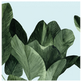 Celadon Palms I