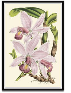 Shop Art \ Shop Artwork \ Shop Wall Art \ Shop Nature Art \ Shop Botanical Art Prints \ Shop Framed Artwork \ Shop Painting \ Shop Modern Nature Artwork \ Shop Nature Paintings \ Shop Wall Decor \ Decorative Art \ Nature Art Prints \ Multicolor Wall Art