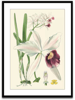 Shop Art \ Shop Artwork \ Shop Wall Art \ Shop Nature Art \ Shop Botanical Art Prints \ Shop Framed Artwork \ Shop Painting \ Shop Modern Nature Artwork \ Shop Nature Paintings \ Shop Wall Decor \ Decorative Art \ Nature Art Prints \ Multicolor Wall Art