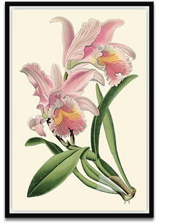 Shop Art \ Shop Artwork \ Shop Wall Art \ Shop Nature Art \ Shop Botanical Art Prints \ Shop Framed Artwork \ Shop Painting \ Shop Modern Nature Artwork \ Shop Nature Paintings \ Shop Wall Decor \ Decorative Art \ Nature Art Prints \ Multicolor Wall Art