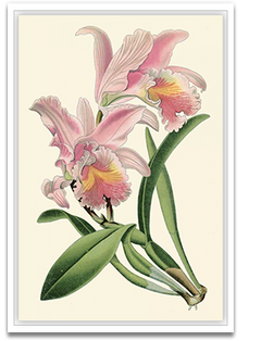 Shop Art \ Shop Artwork \ Shop Wall Art \ Shop Nature Art \ Shop Botanical Art Prints \ Shop Framed Artwork \ Shop Painting \ Shop Modern Nature Artwork \ Shop Nature Paintings \ Shop Wall Decor \ Decorative Art \ Nature Art Prints \ Multicolor Wall Art