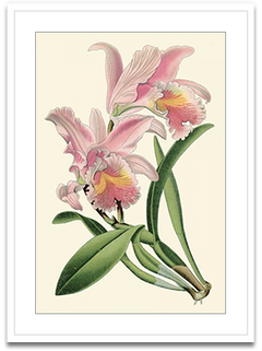 Shop Art \ Shop Artwork \ Shop Wall Art \ Shop Nature Art \ Shop Botanical Art Prints \ Shop Framed Artwork \ Shop Painting \ Shop Modern Nature Artwork \ Shop Nature Paintings \ Shop Wall Decor \ Decorative Art \ Nature Art Prints \ Multicolor Wall Art