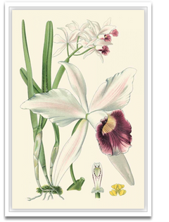 Shop Art \ Shop Artwork \ Shop Wall Art \ Shop Nature Art \ Shop Botanical Art Prints \ Shop Framed Artwork \ Shop Painting \ Shop Modern Nature Artwork \ Shop Nature Paintings \ Shop Wall Decor \ Decorative Art \ Nature Art Prints \ Multicolor Wall Art