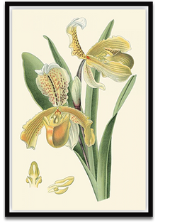Shop Art \ Shop Artwork \ Shop Wall Art \ Shop Nature Art \ Shop Botanical Art Prints \ Shop Framed Artwork \ Shop Painting \ Shop Modern Nature Artwork \ Shop Nature Paintings \ Shop Wall Decor \ Decorative Art \ Nature Art Prints \ Multicolor Wall Art