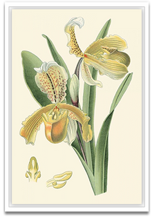 Shop Art \ Shop Artwork \ Shop Wall Art \ Shop Nature Art \ Shop Botanical Art Prints \ Shop Framed Artwork \ Shop Painting \ Shop Modern Nature Artwork \ Shop Nature Paintings \ Shop Wall Decor \ Decorative Art \ Nature Art Prints \ Multicolor Wall Art