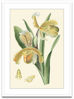 Shop Art \ Shop Artwork \ Shop Wall Art \ Shop Nature Art \ Shop Botanical Art Prints \ Shop Framed Artwork \ Shop Painting \ Shop Modern Nature Artwork \ Shop Nature Paintings \ Shop Wall Decor \ Decorative Art \ Nature Art Prints \ Multicolor Wall Art